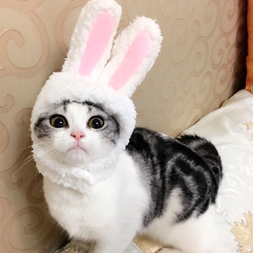 Кот с заячьими ушами