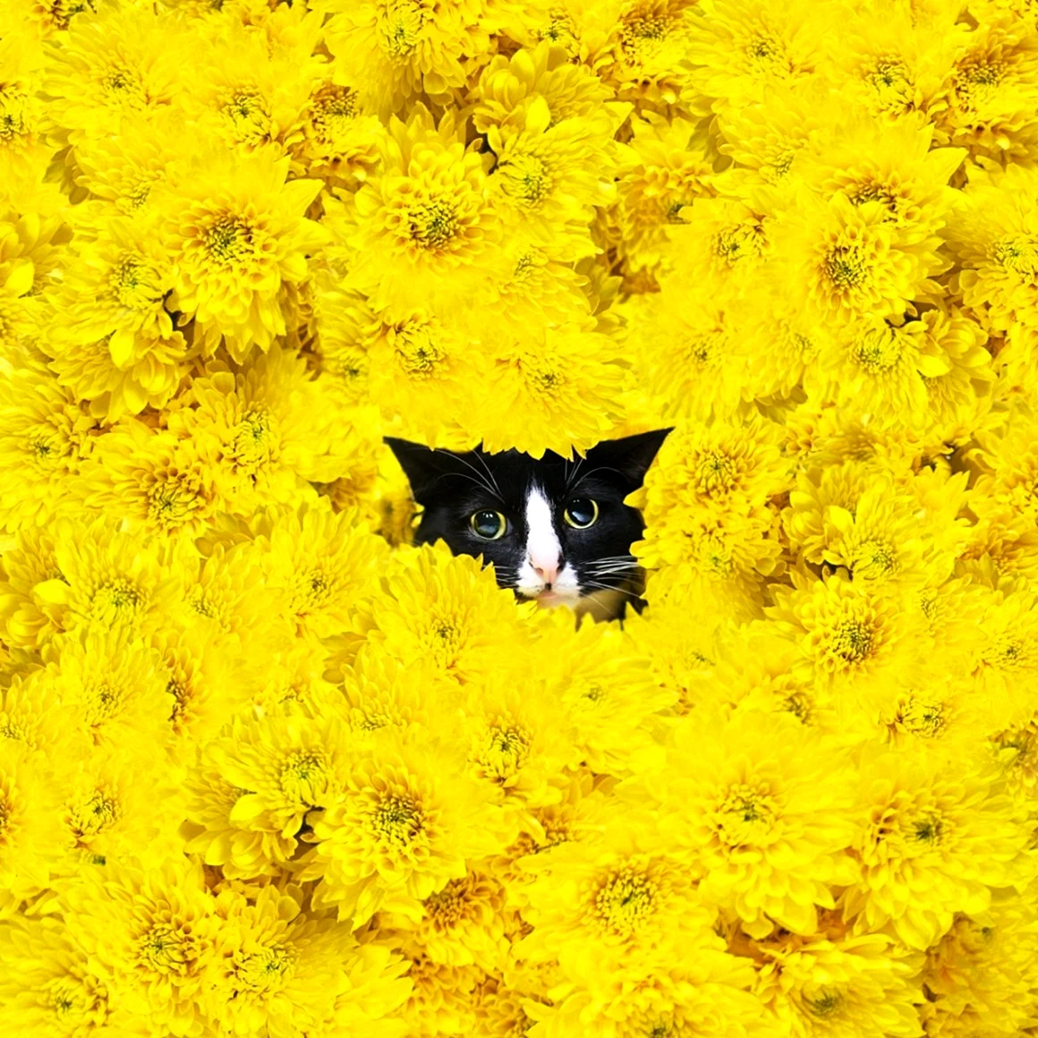 Кот с желтыми цветами