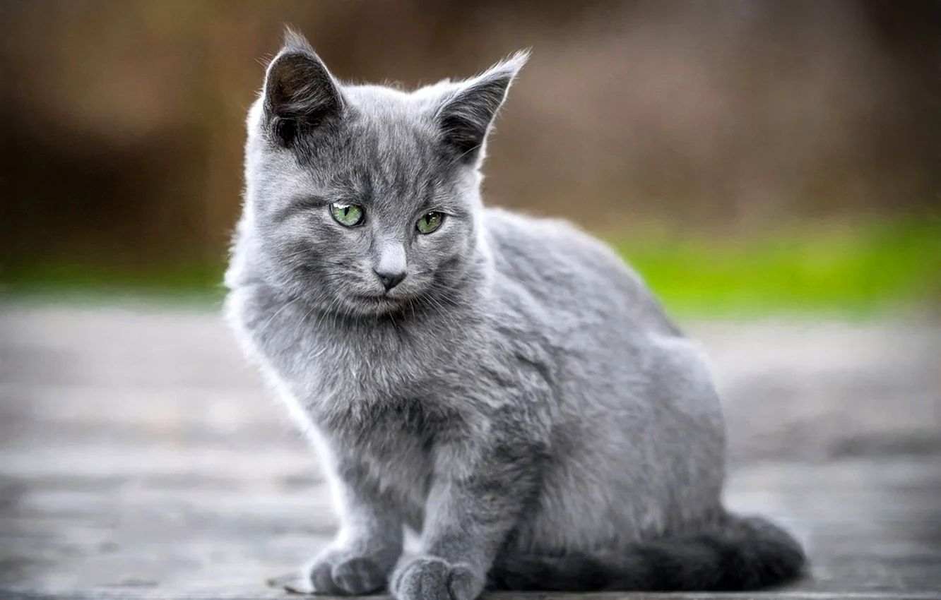 Кот серый