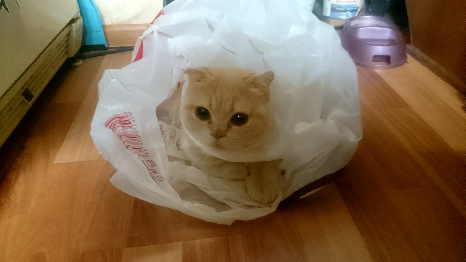 Кот шуршит пакетом