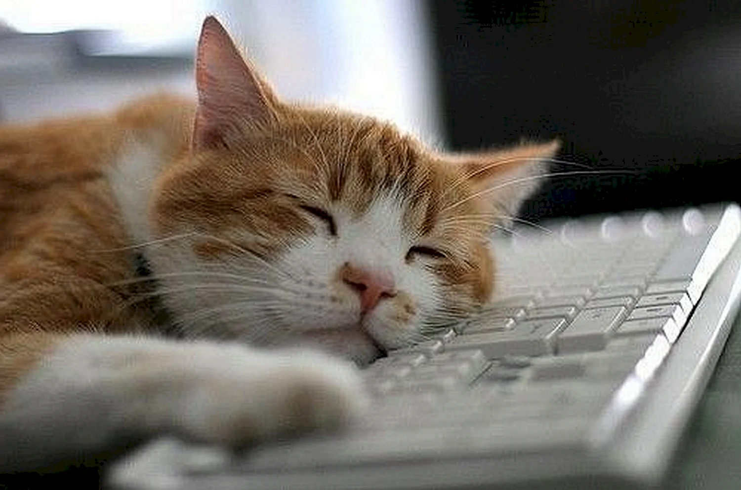 Кот спит на компьютере