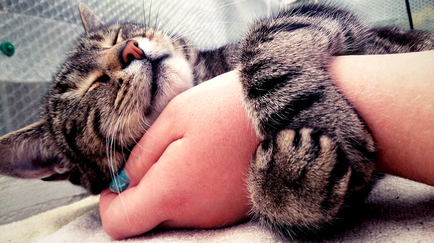 Кот спит на руках
