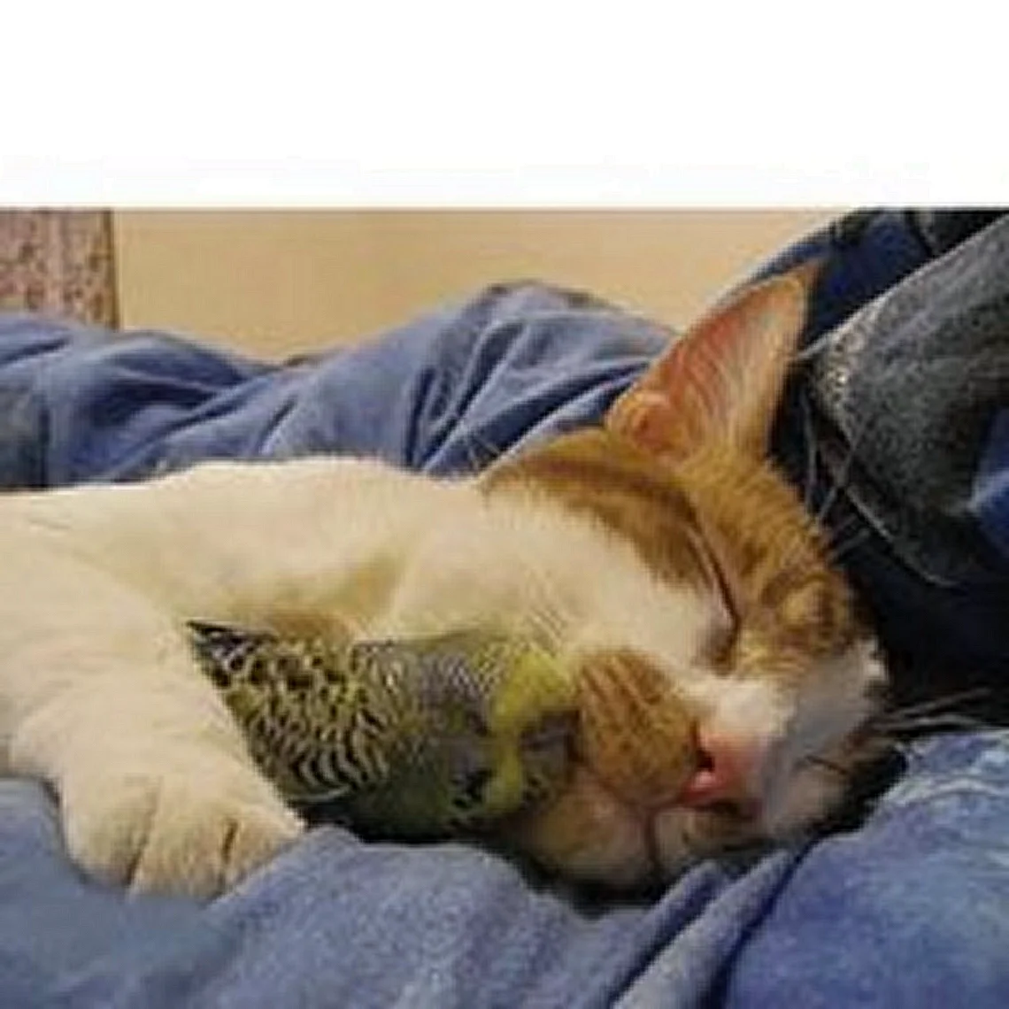 Кот спит с попугаем