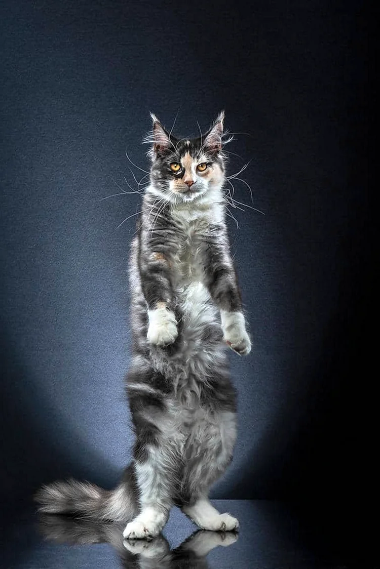 Кот стоящий на задних лапах