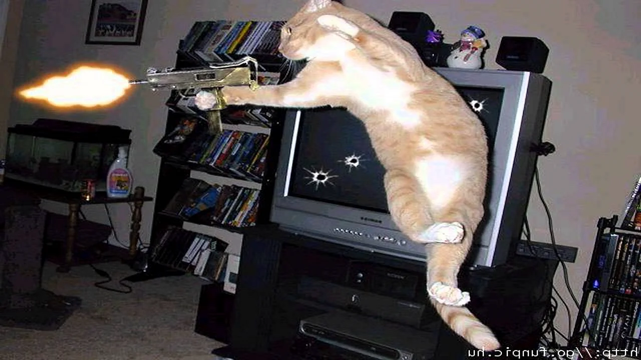 Кот стреляет