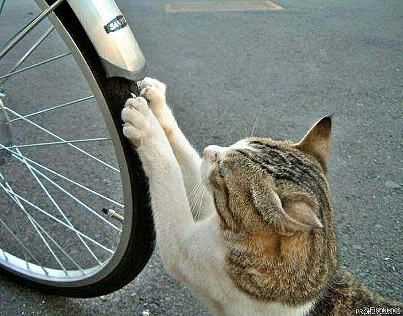 Кот царапает велосипед