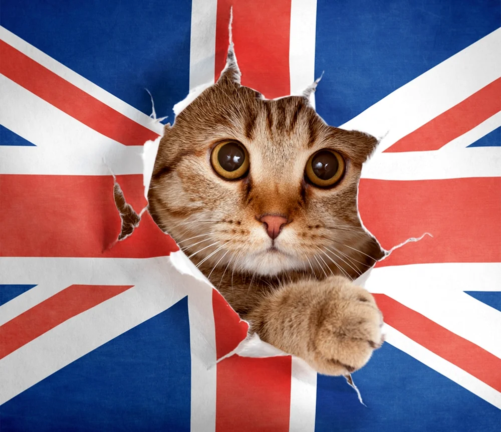 Кот в Англии