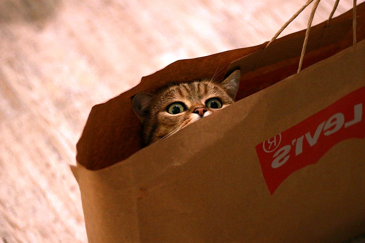 Кот в бумажном пакете