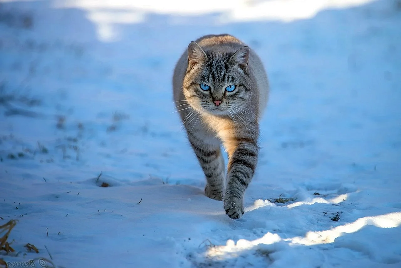 Кот в горах зимой