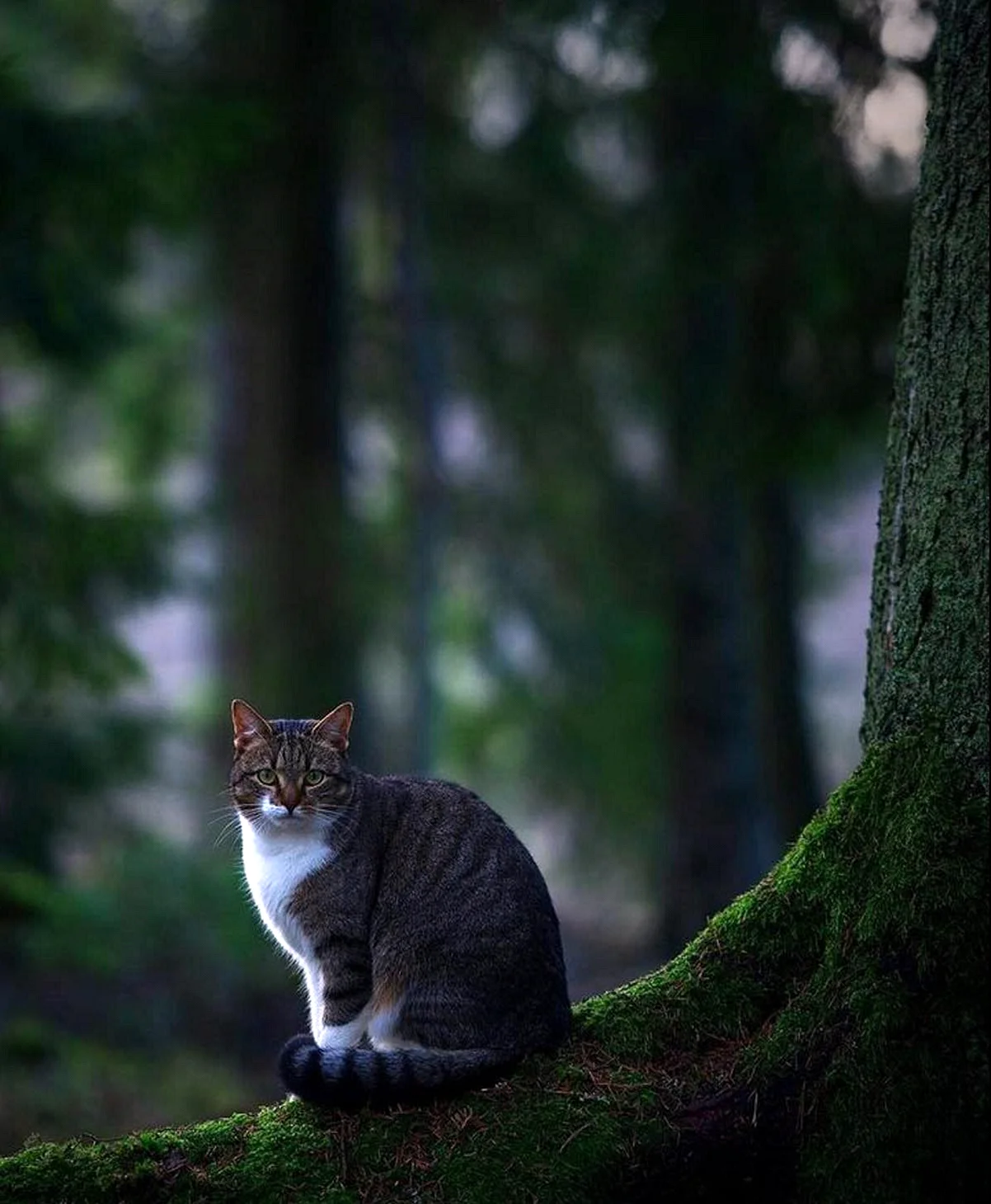 Кот в лесу