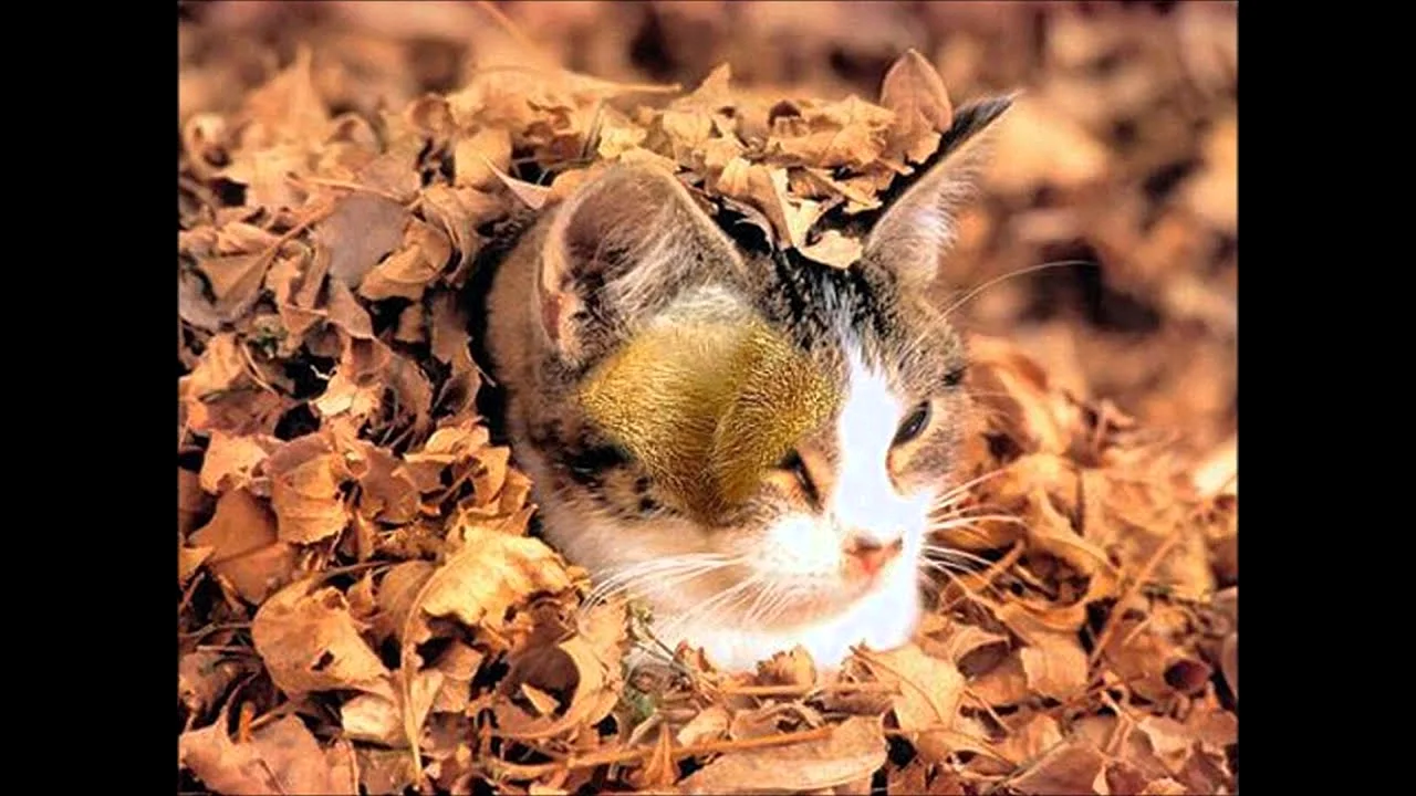 Кот в листьях осенью