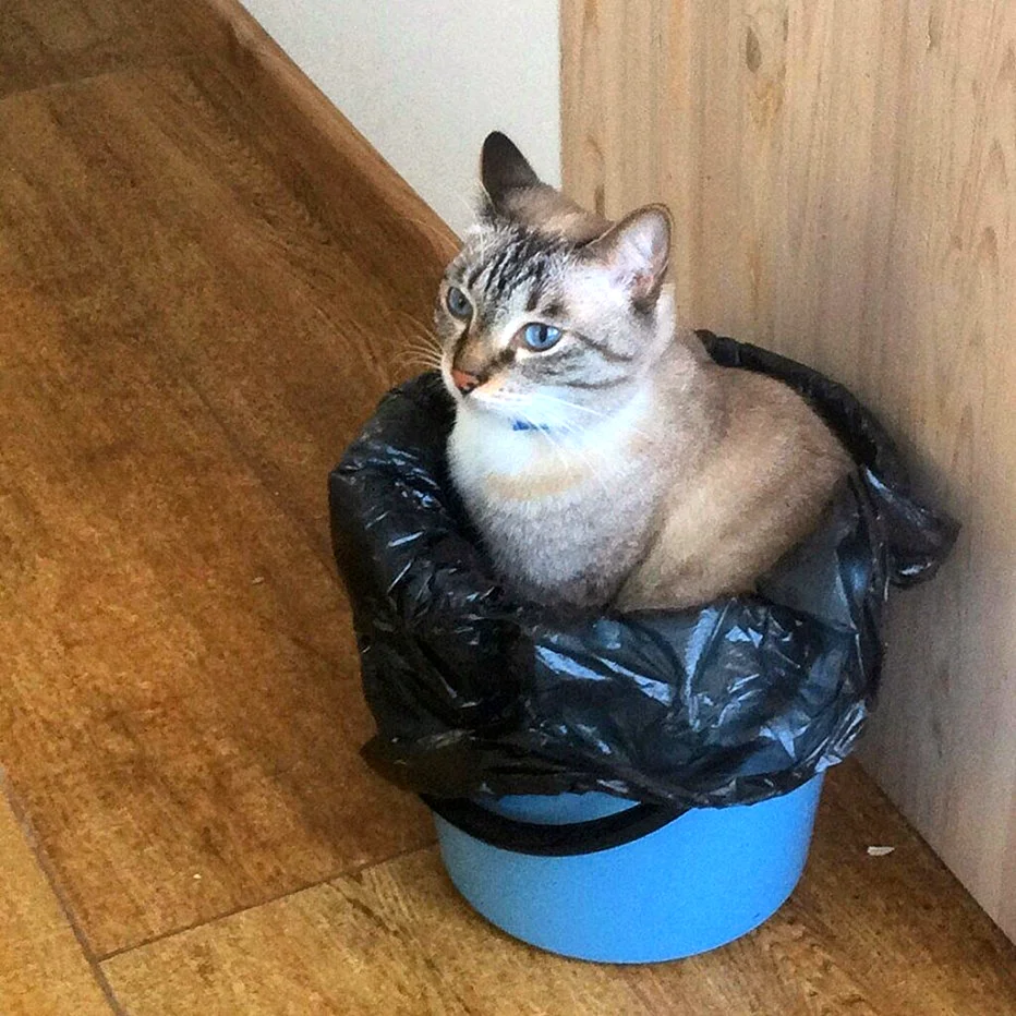 Кот в мусорном ведре