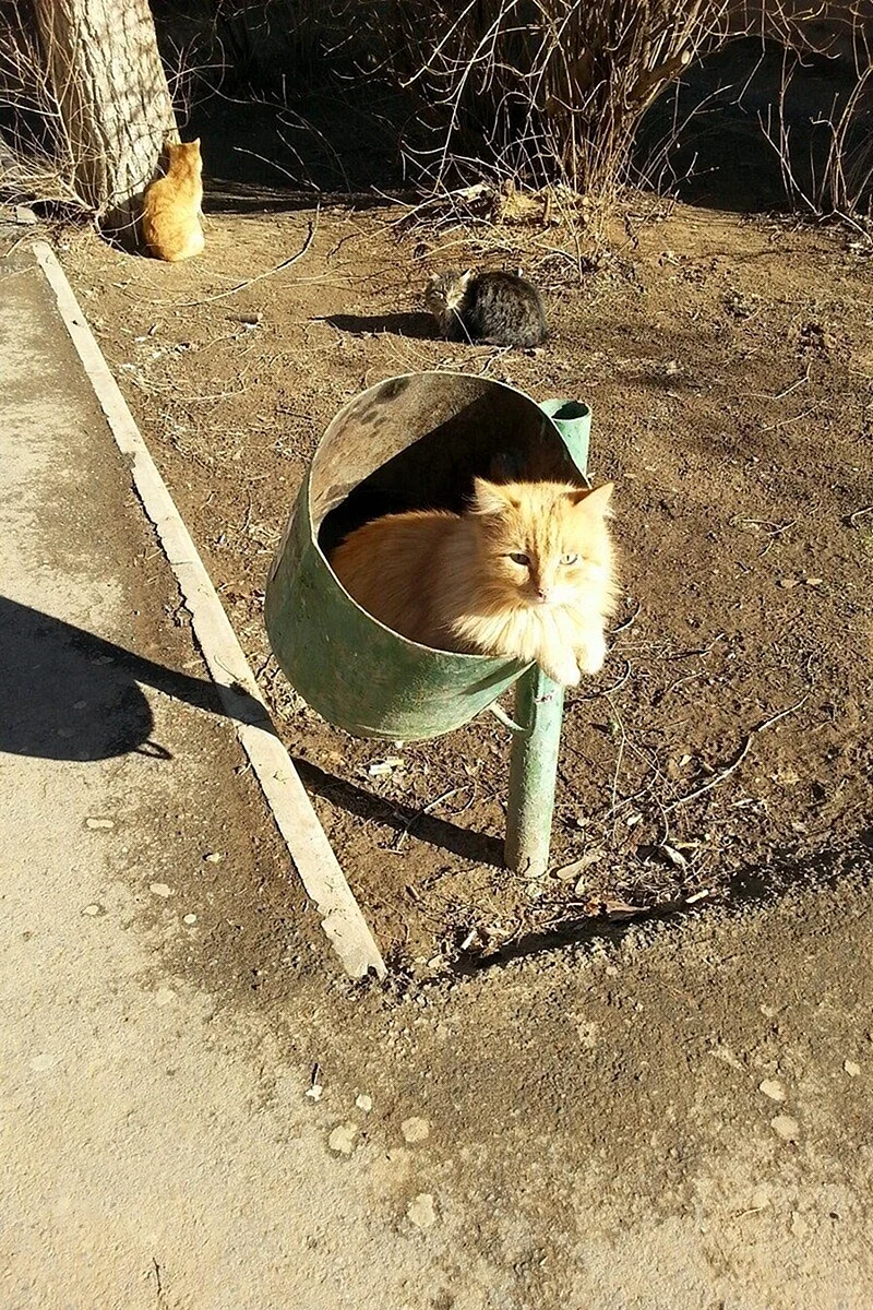 Кот в мусорном ведре