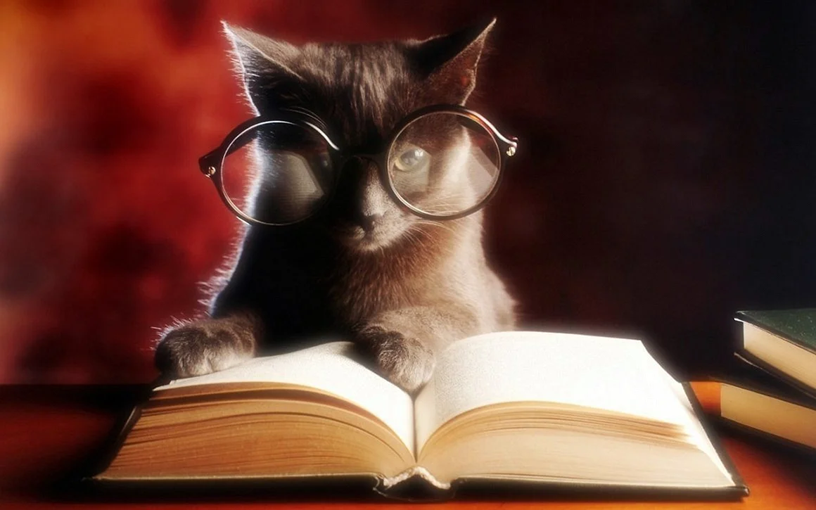 Кот в очках с книгой