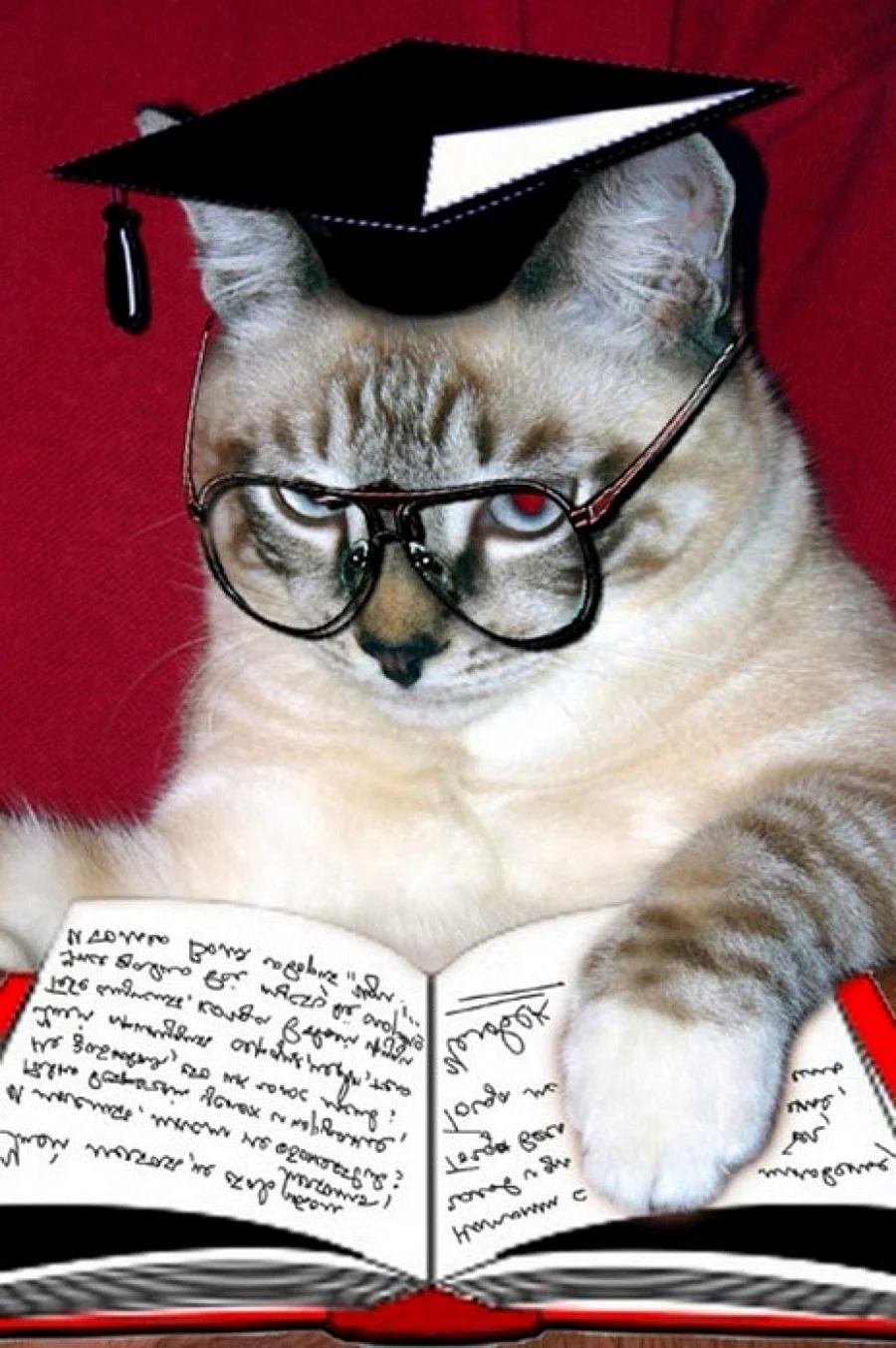 Кот в очках с книгой