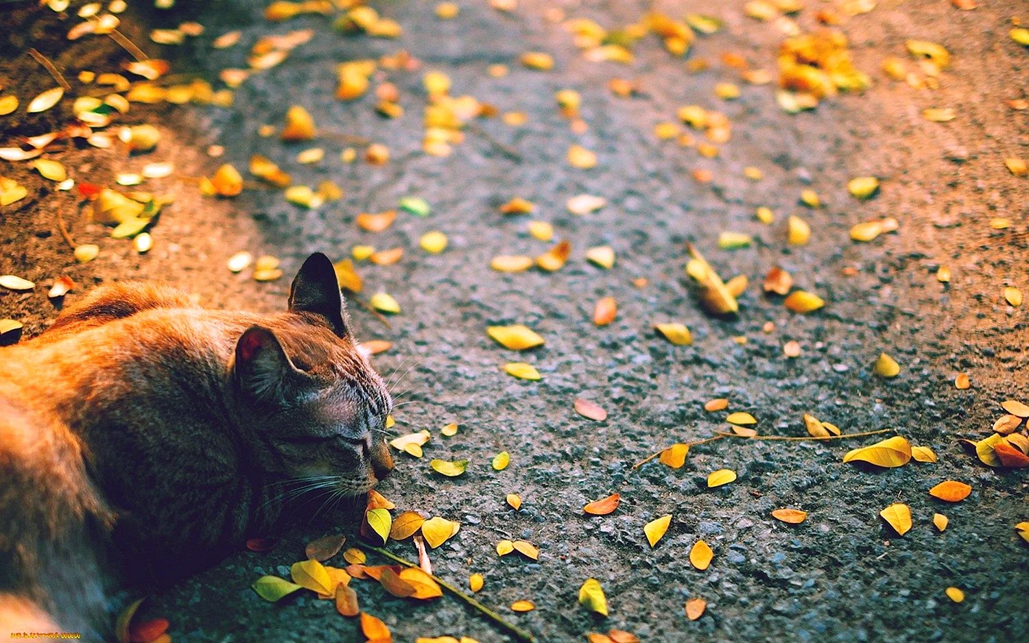 Кот в осенних листьях
