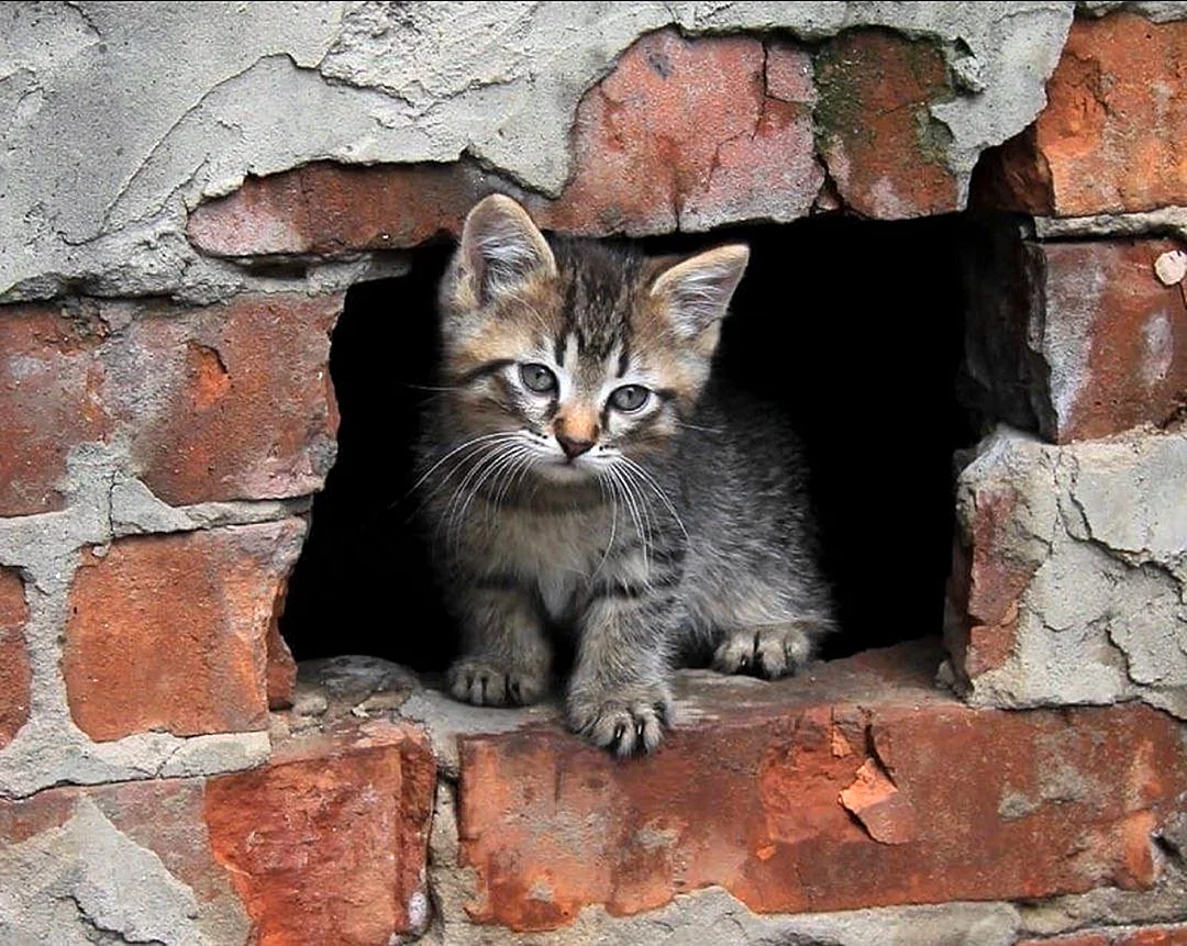 Кот в подвале