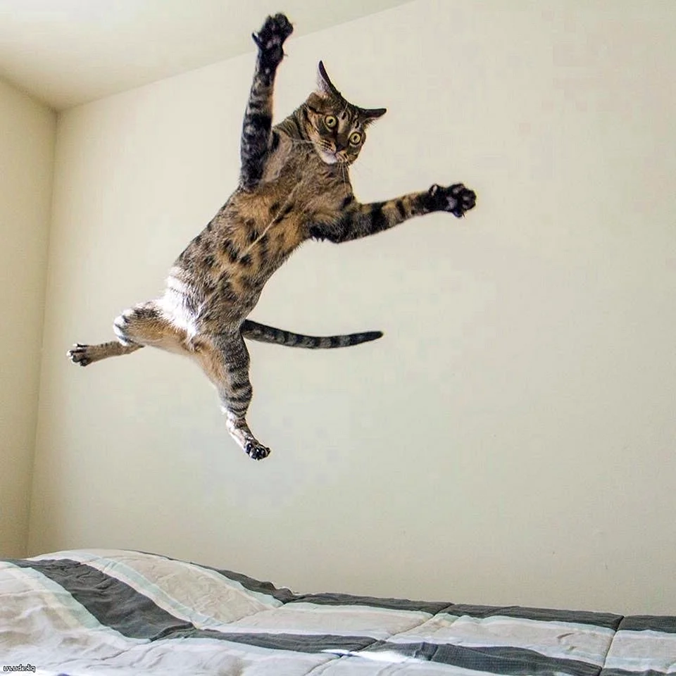 Кот в прыжке