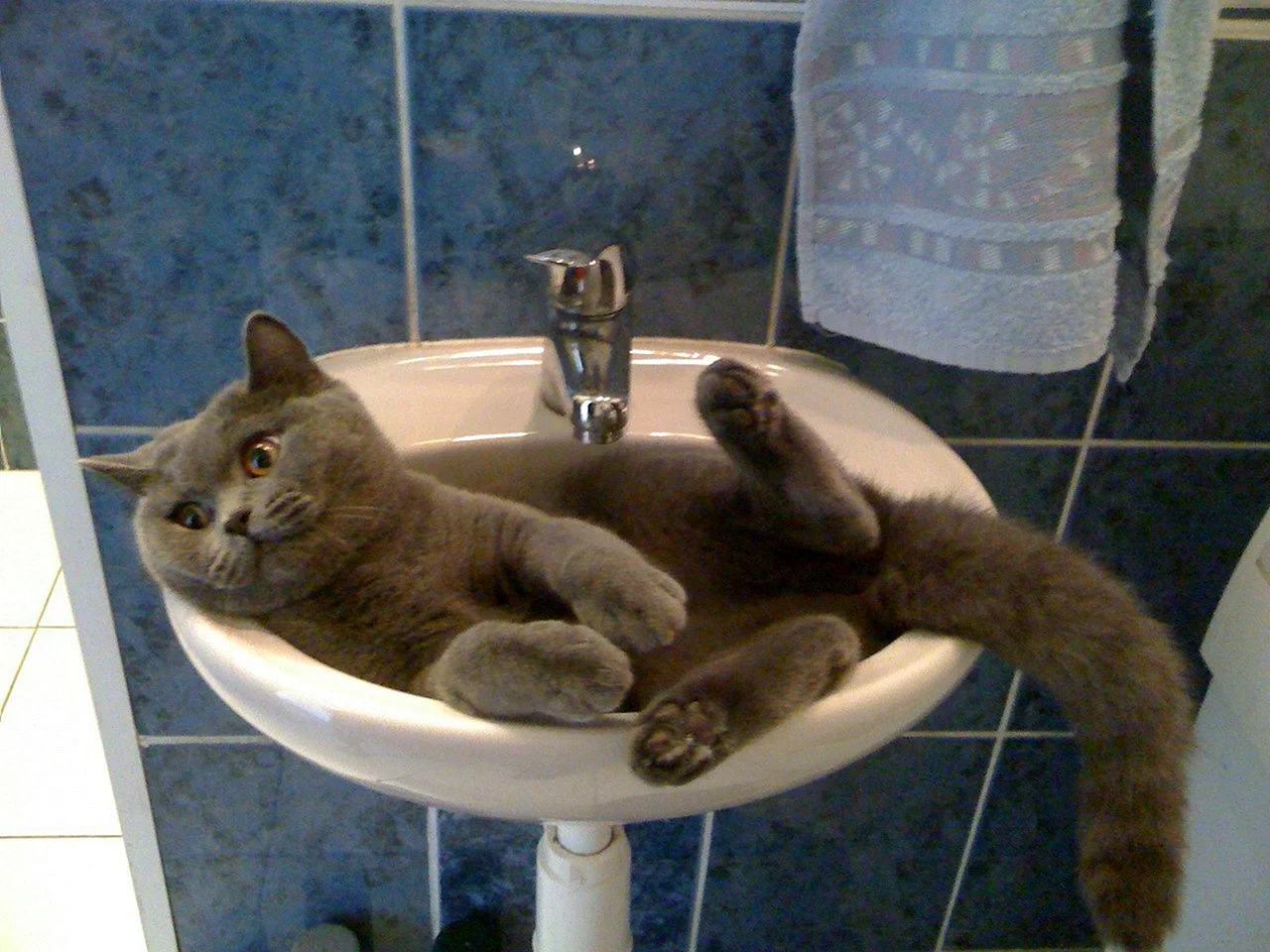 Кот в раковине