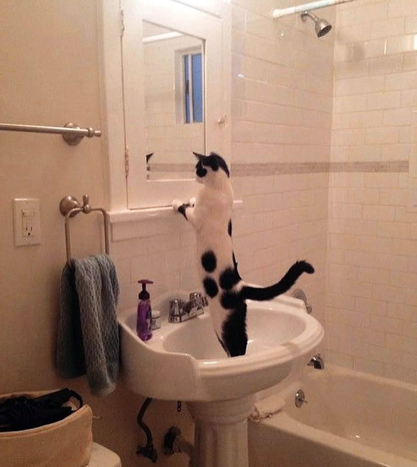 Кот в раковине зеркало