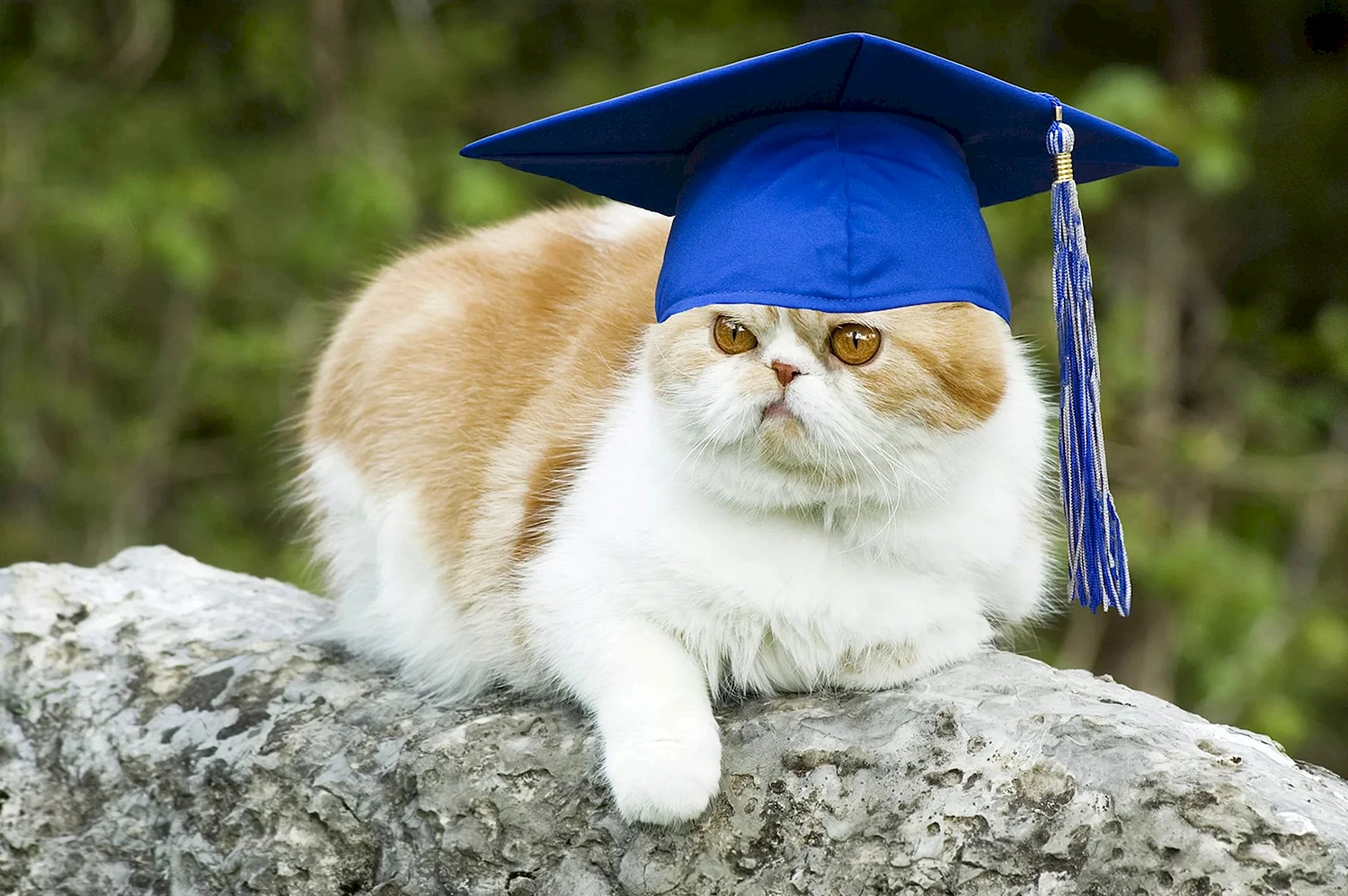 Кот в шапочке выпускника