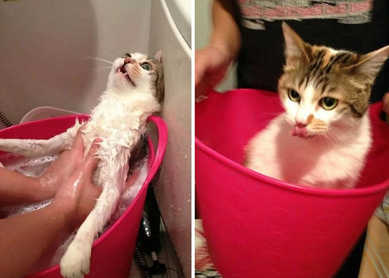 Кот в тазике в ванной