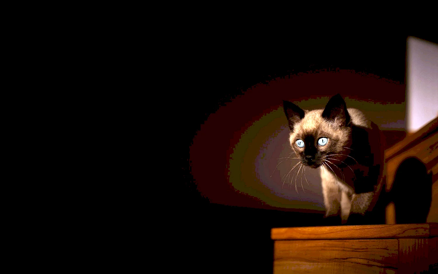 Кот в темной комнате