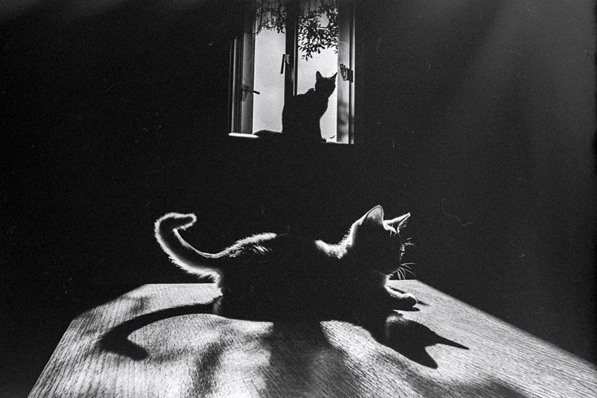 Кот в темной комнате