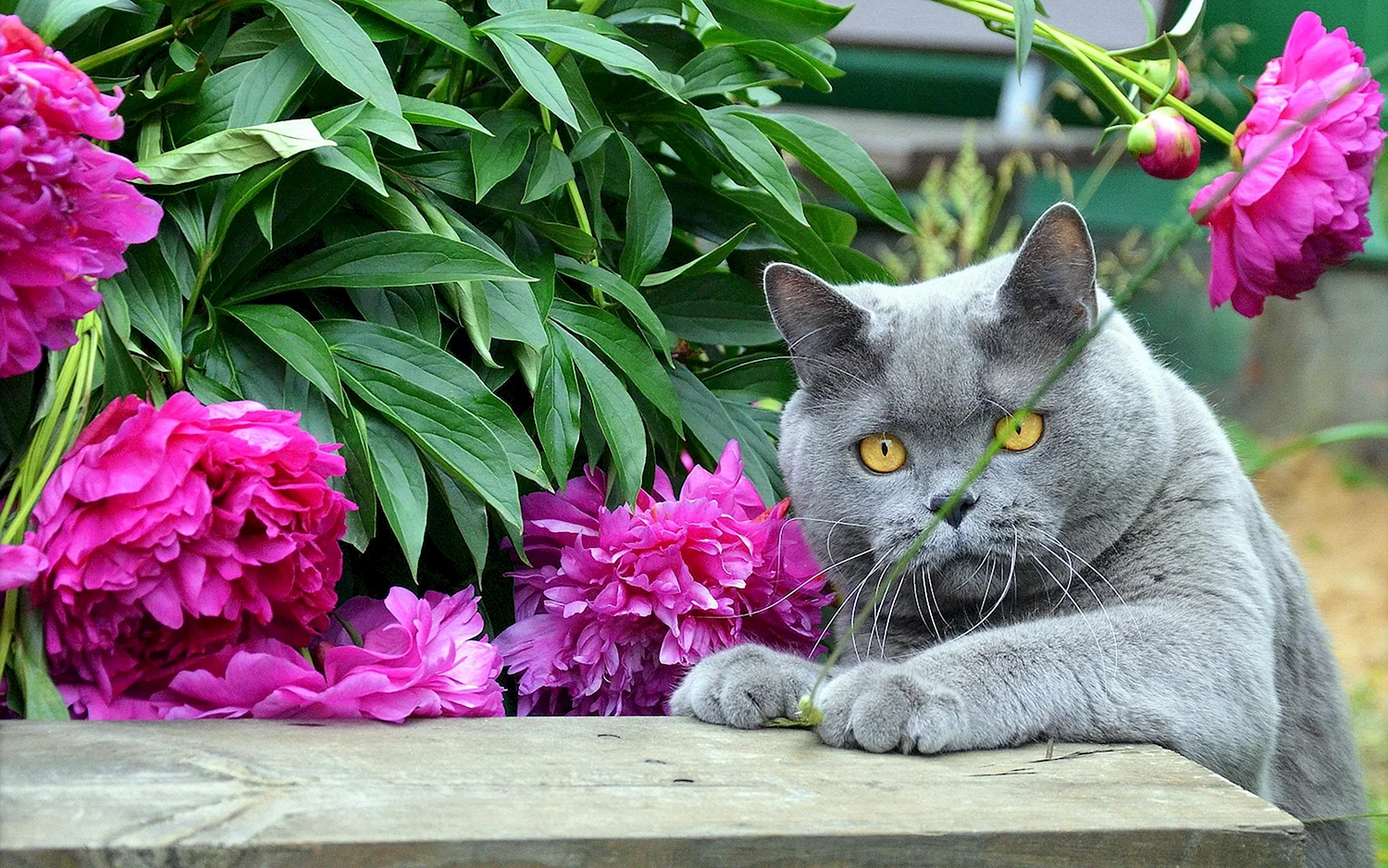 Кот в цветах