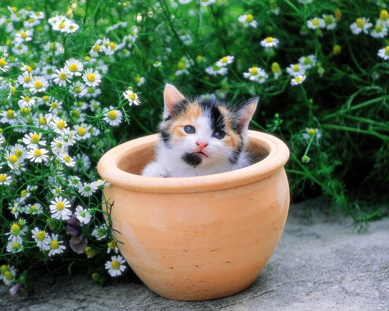 Кот в цветочном горшке
