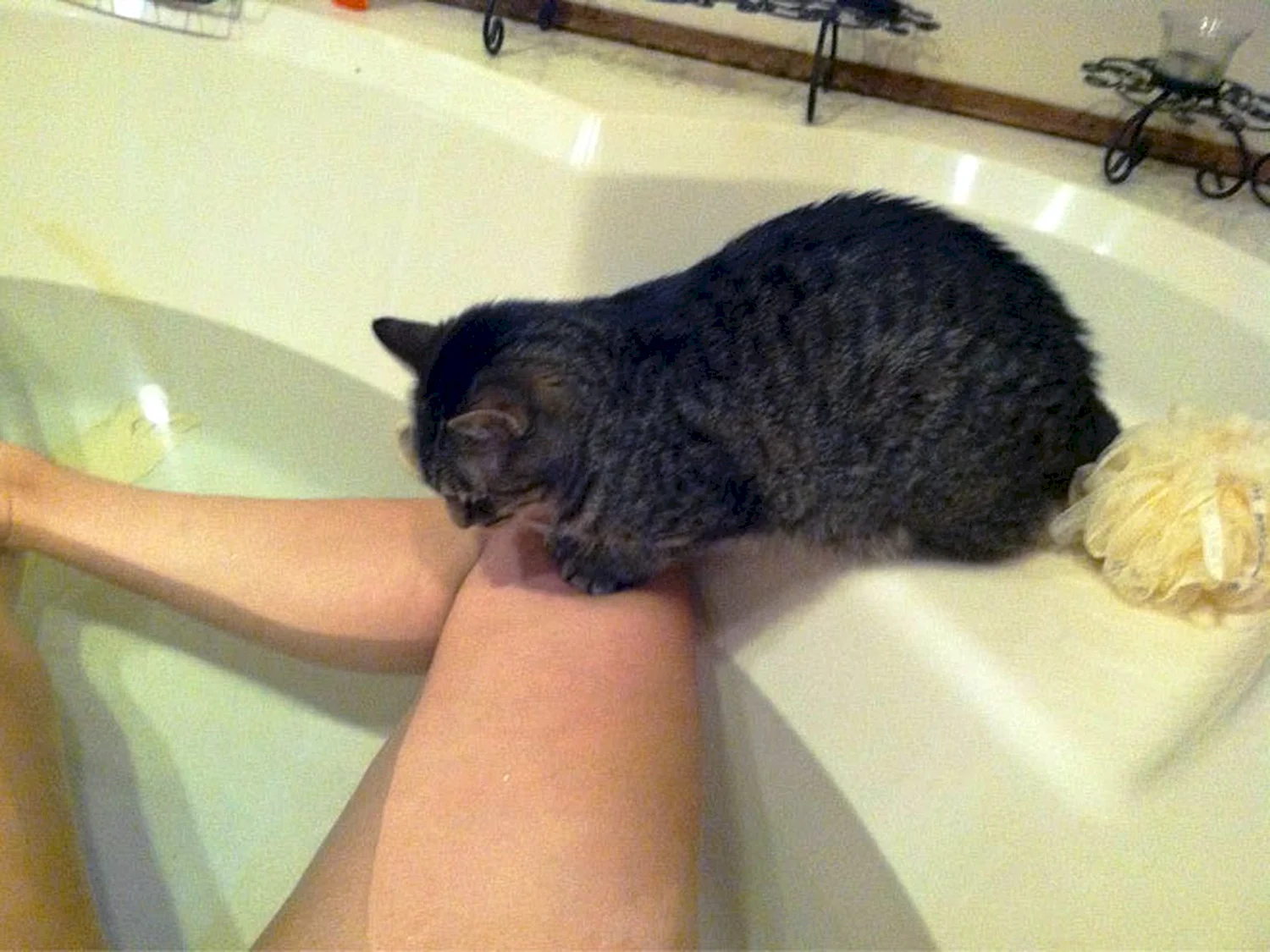Кот в ванне с девушкой