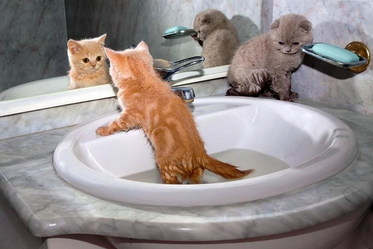 Кот в ванной