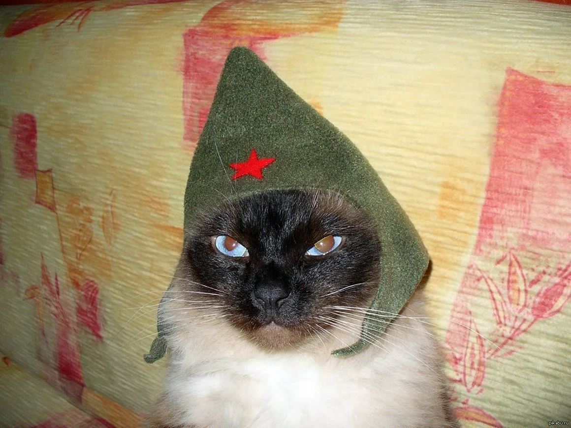 Кот в военной форме