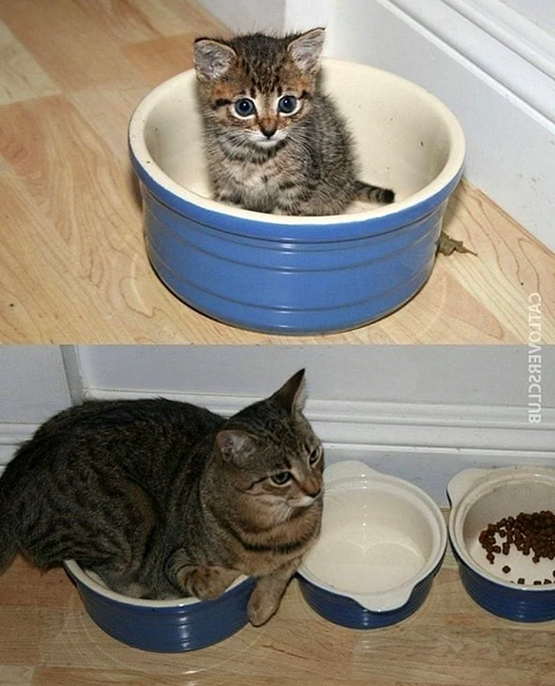 Кот вырос
