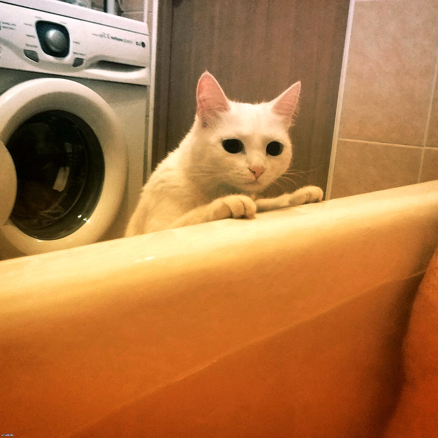Кот заглядывает в ванну
