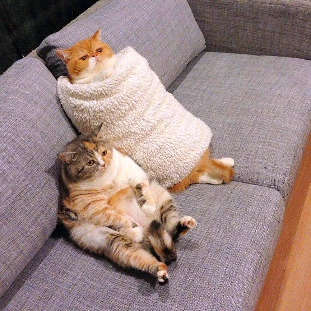 Кот завернутый в одеяло