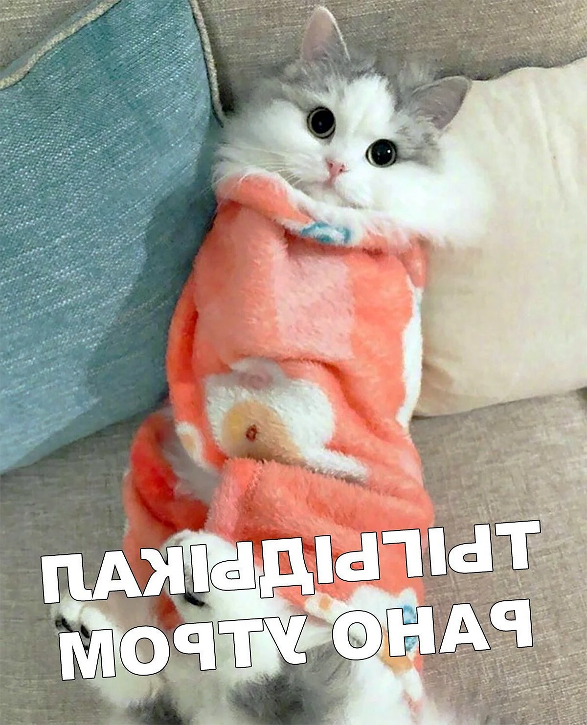 Кот завернутый в одеяло