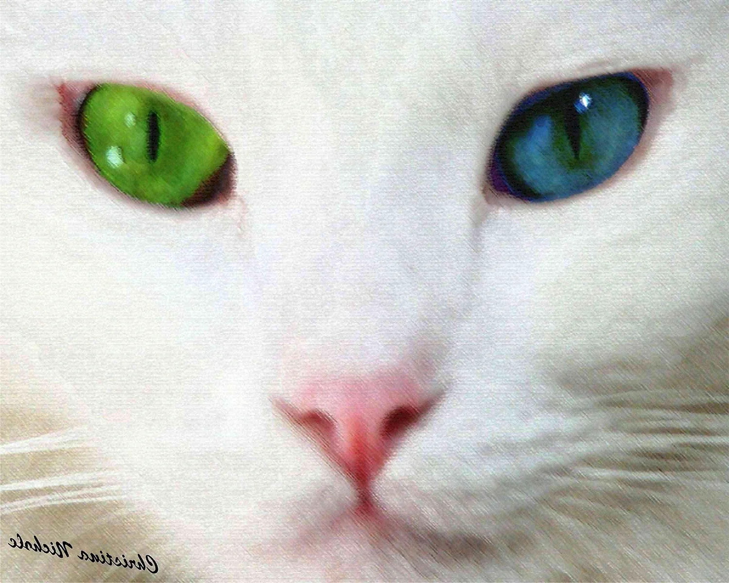 Кот зеленый голубой глаз