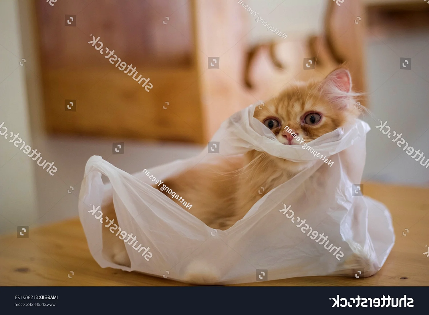 Кот жует пакет