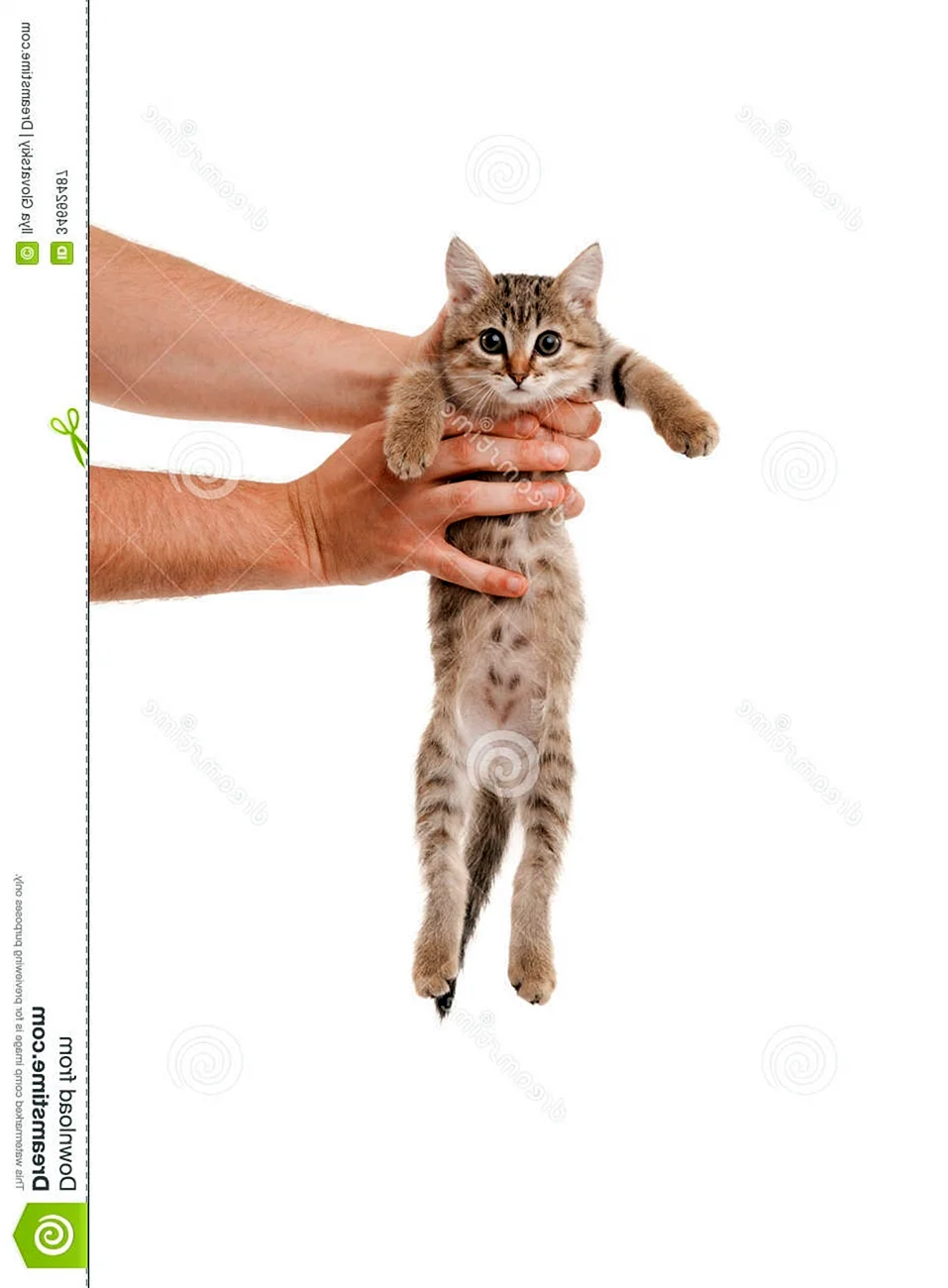 Кота держат на руках