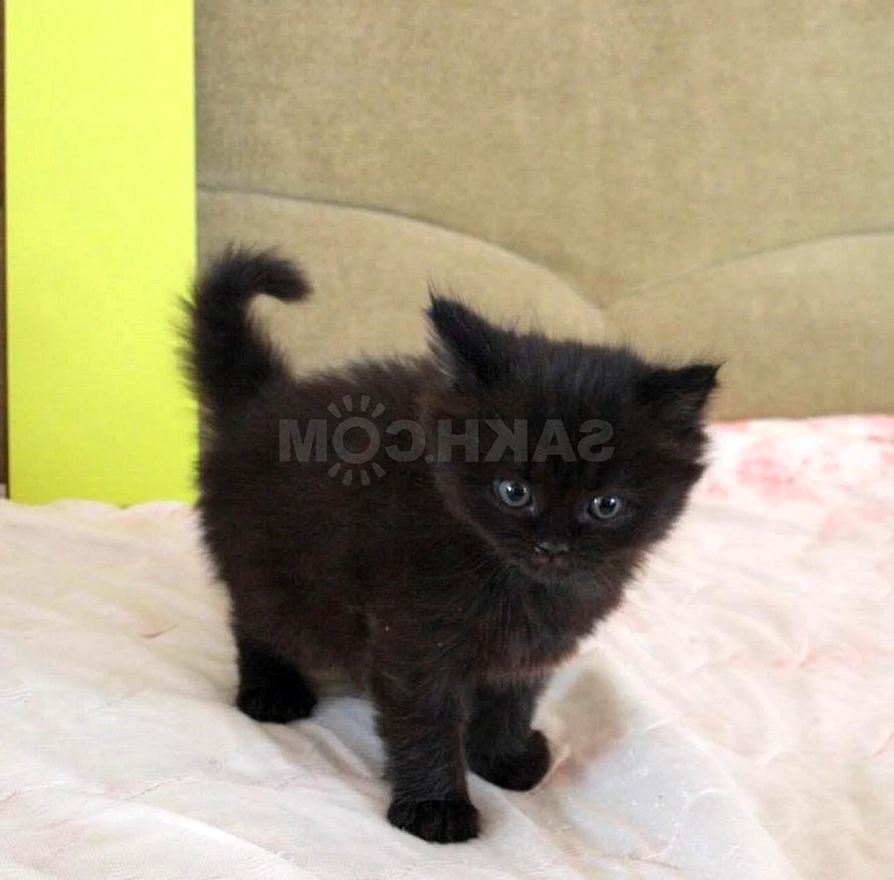 Котёнок британский чёрный метис 1 месяц
