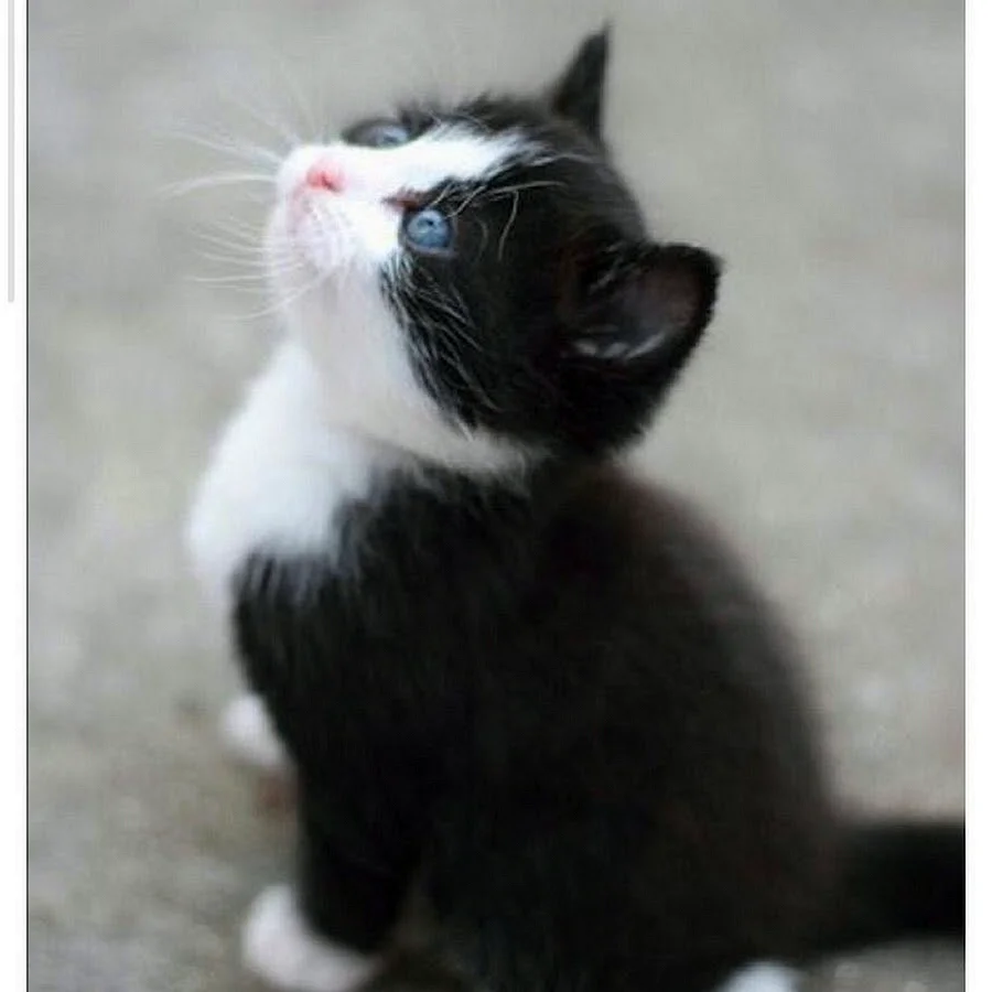 Котенок черно-белый