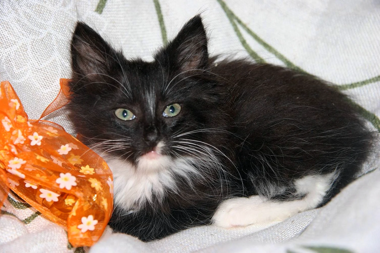 Котенок черный с белыми лапками и грудкой пушистый