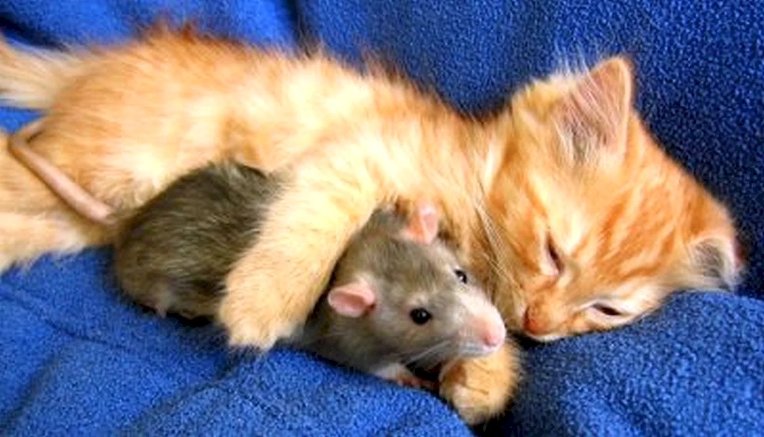 Котенок и мышонок