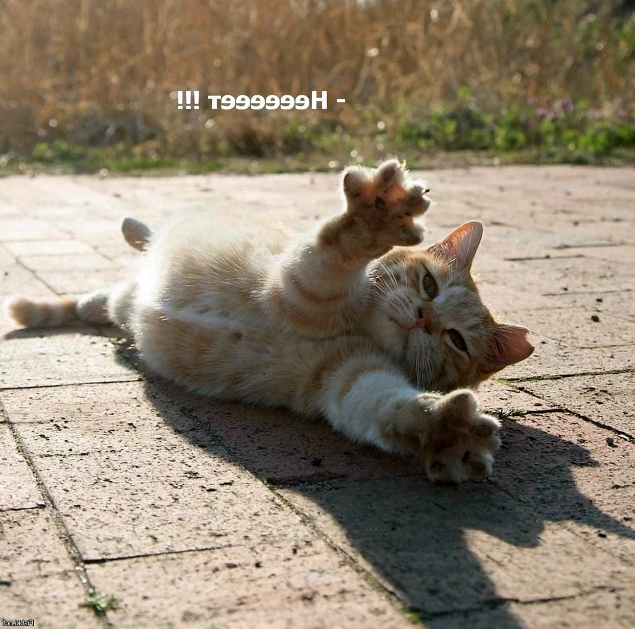 Котёнок и солнышко