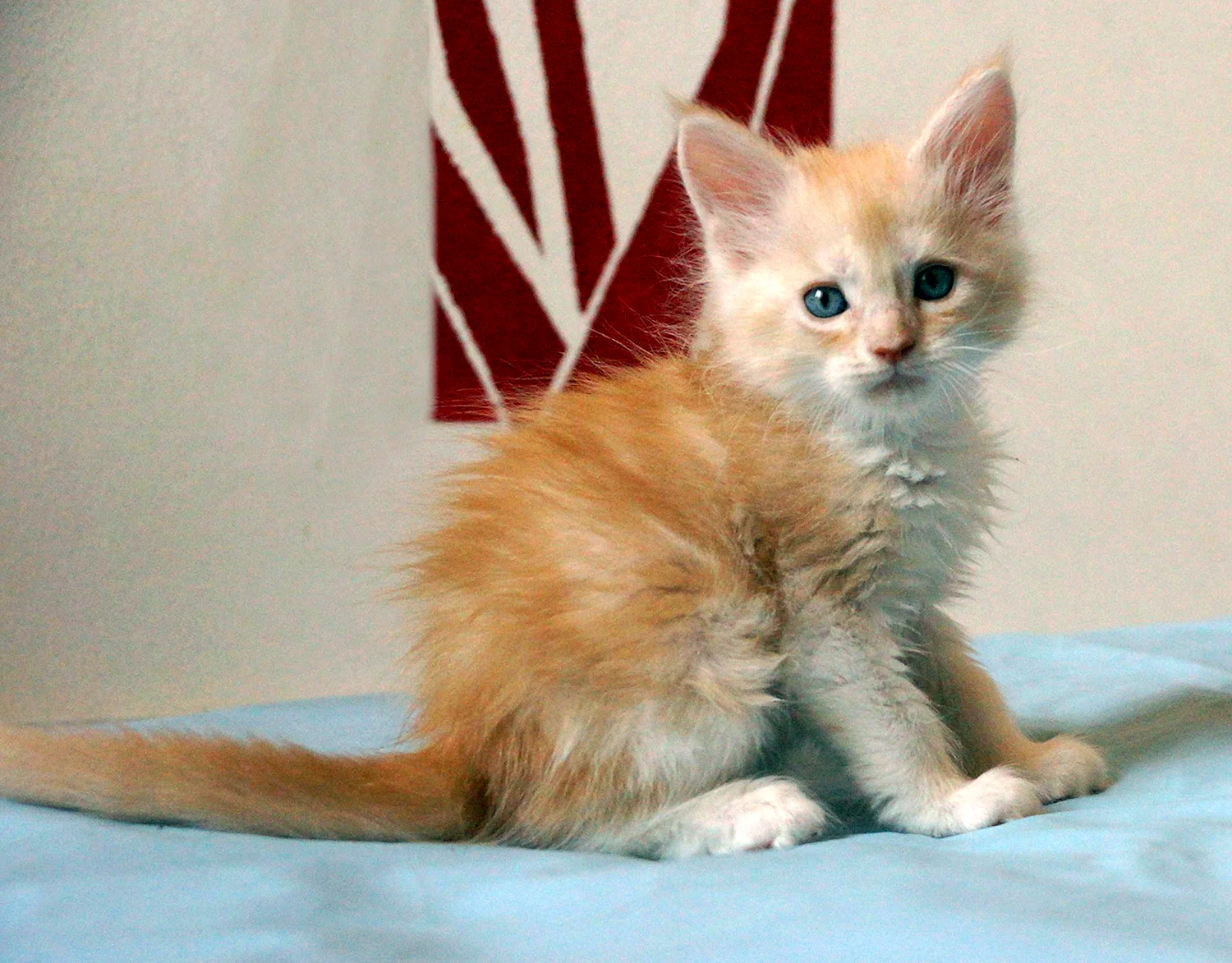 Котенок Мейн кун рыжий 1 месяц