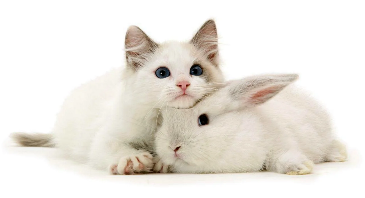 Котенок на белом фоне