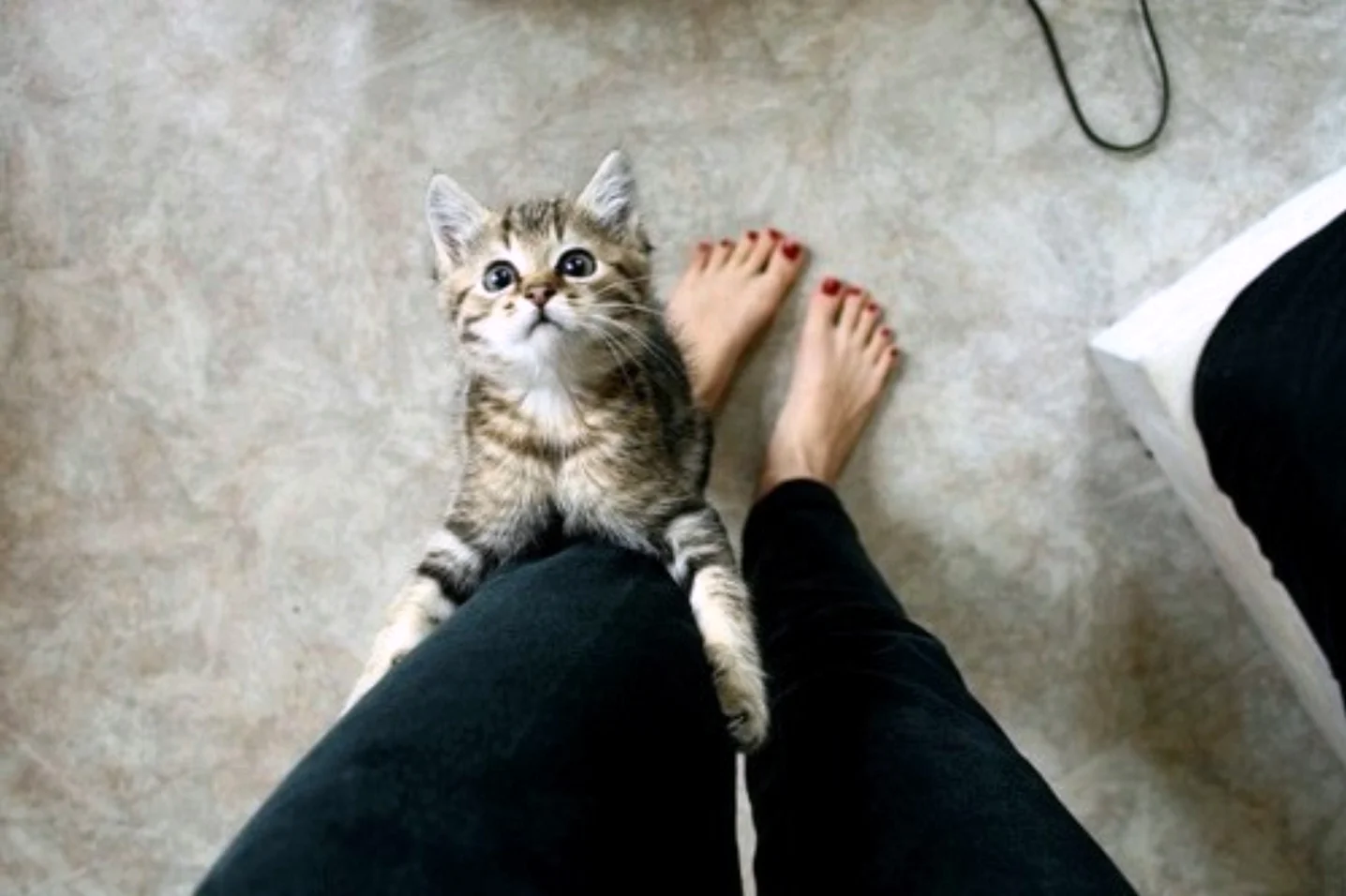 Котенок на ноге