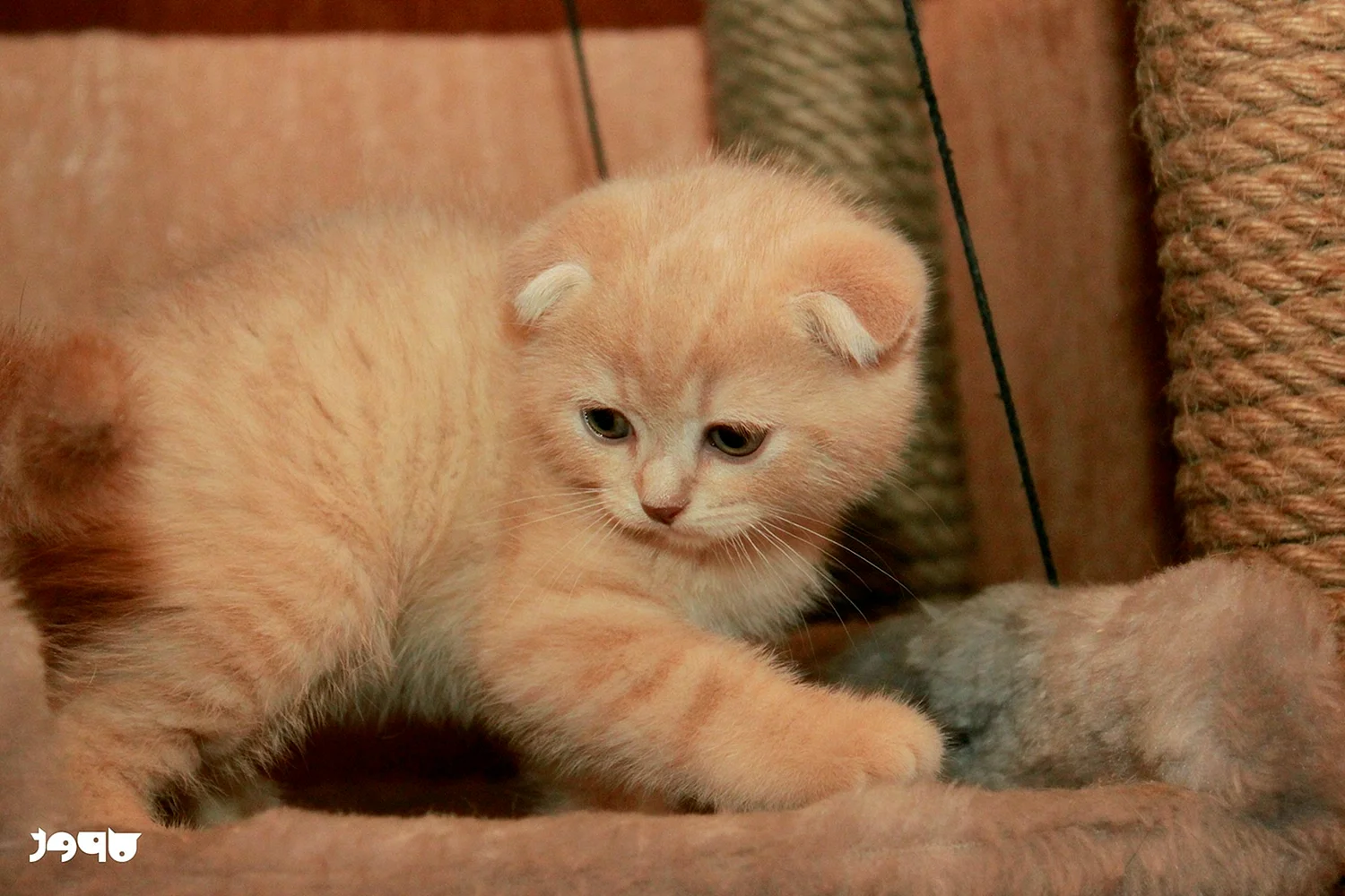Котенок персиковый скоттиш фолд