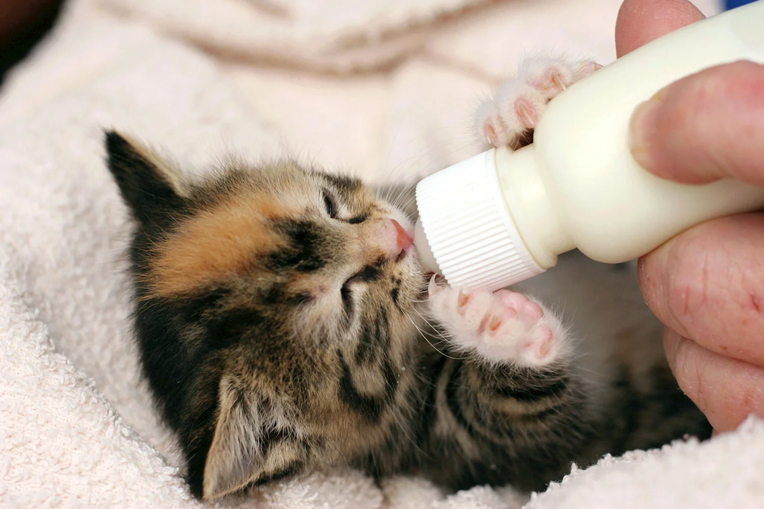 Котенок пьет из бутылочки